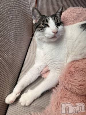 ���ܱ�������Х��顦�����K-LOUNGE(�����饦��) ƣ�� ����(36)��3��4���̥�֥�����☺︎︎��