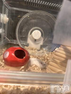 ���ܱ�������Х��顦�����K-LOUNGE(�����饦��) ƣ�� ����(36)��3��17���̥�֥����ֺ����Τ������