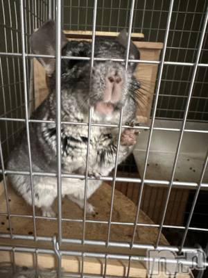 ���ܱ�������Х��顦�����K-LOUNGE(�����饦��) ƣ�� ����(36)��3��17���̥�֥����֤֤ˤá�