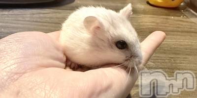 ���ܱ�������Х��顦�����K-LOUNGE(�����饦��) ƣ�� ����(36)��3��27���̥�֥����ֺ����Τ������