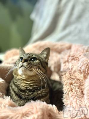 ���ܱ�������Х��顦�����K-LOUNGE(�����饦��) ƣ�� ����(36)��4��2���̥�֥����֥�ޡ�������