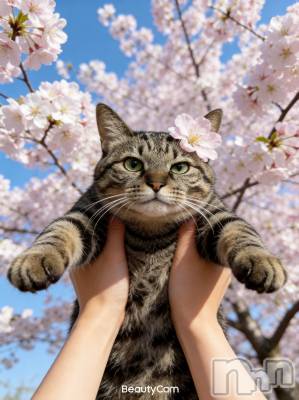 ���ܱ�������Х��顦�����K-LOUNGE(�����饦��) ƣ�� ����(36)��4��4���̥�֥����֤դä����