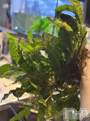 ���ܱ�������Х��顦�����K-LOUNGE(�����饦��) ƣ�� ����(36)��4��5���̥�֥����֤����ʤ�����