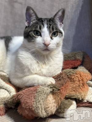 ���ܱ�������Х��顦�����K-LOUNGE(�����饦��) ƣ�� ����(36)��4��6���̥�֥�����̵��