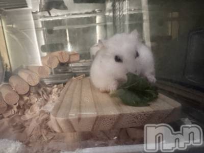 ���ܱ�������Х��顦�����K-LOUNGE(�����饦��) ƣ�� ����(36)��8��14���̥�֥����֤ҤȤꤴ�ȡ�