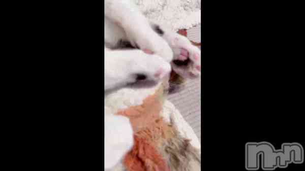 ����ɴ�ʤΡ�