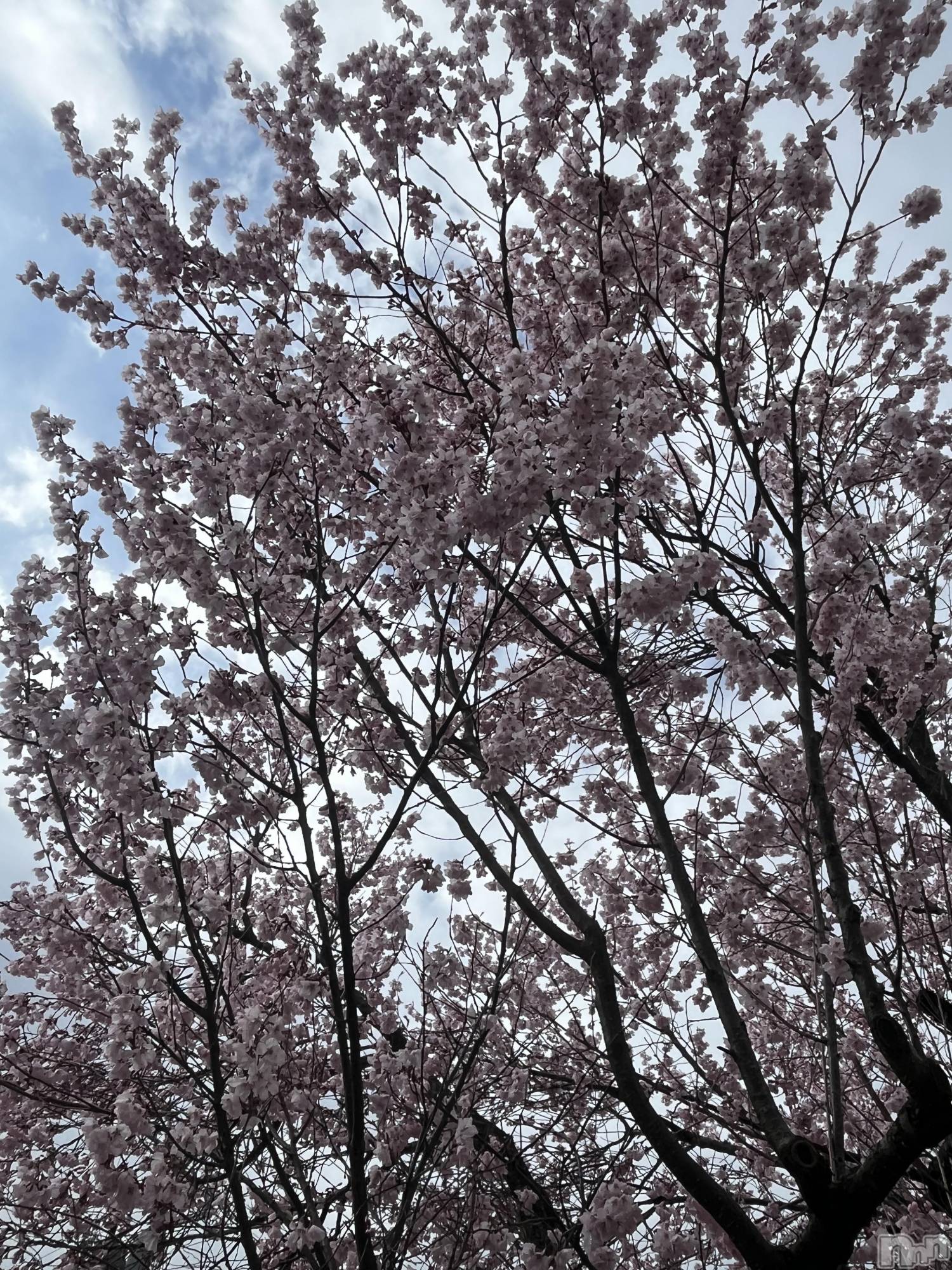 ľ���ť��ʥå��������륺�С�LOUNGE SAINT(�������) ��2026ǯ4��4���̥�֥����ֽդ���⸜(*ˊᗜˋ*)⸝��