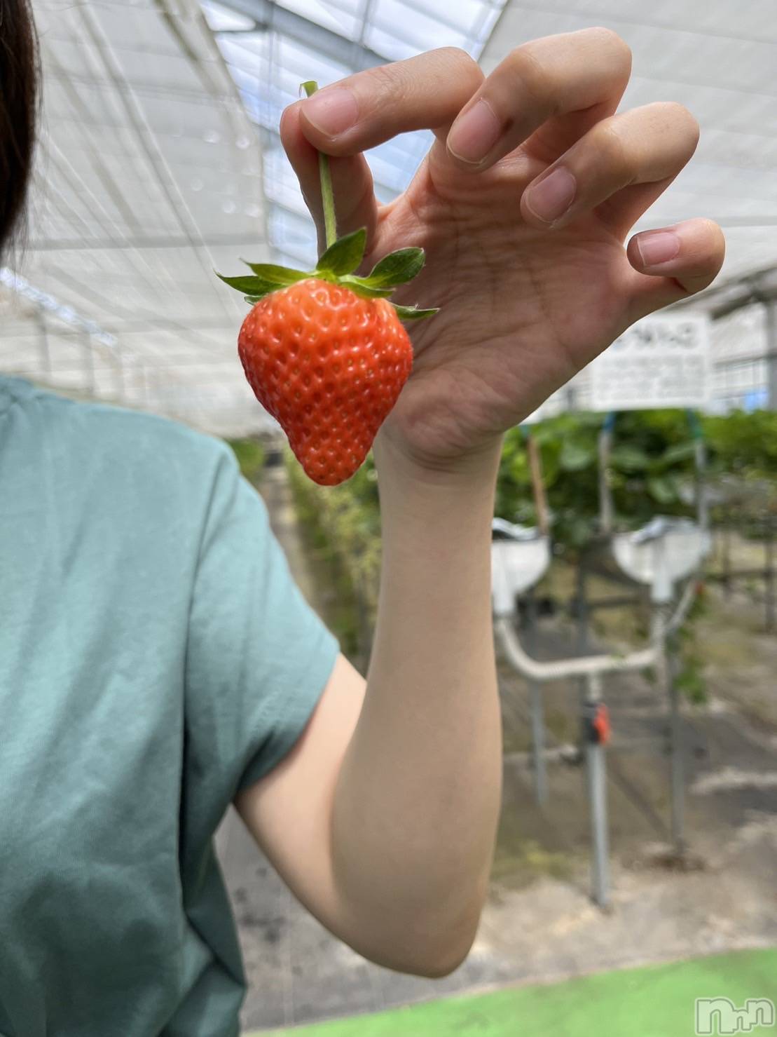 新潟風俗エステGRACE　新潟(グレース　ニイガタ)櫻井(31)の2023年6月5日写メブログ「いちご狩り🍓」