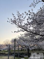 新潟メンズエステ花＊花(ハナハナ) ダリア♪(26)の4月13日写メブログ「うっとりな日々でした」