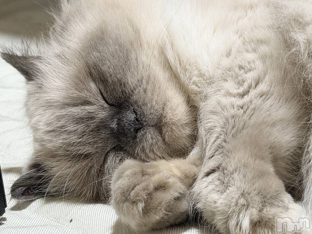 ʥå륺СLounge Anshu(饦󥸥󥷥) 椫1117̥֥֤ޤ1֤Ϥޤ