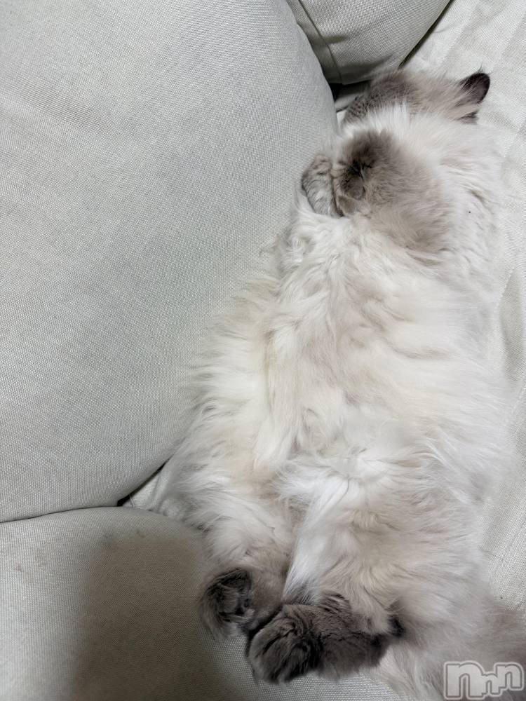 ʥå륺СLounge Anshu(饦󥸥󥷥) 椫1121ֱ̥֥äƲǤݵˤʤΤ