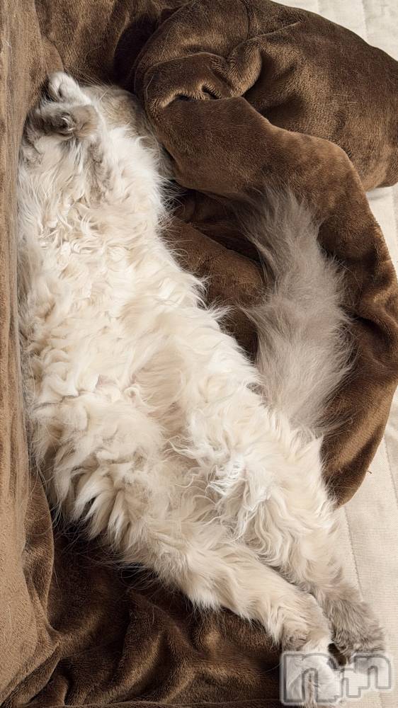 ����������ʥå��������륺�С�Lounge Anshu(�饦�󥸥��󥷥�) �椫���3��17���̥�֥�����ǭ�ʤΤ����ʤΤ���