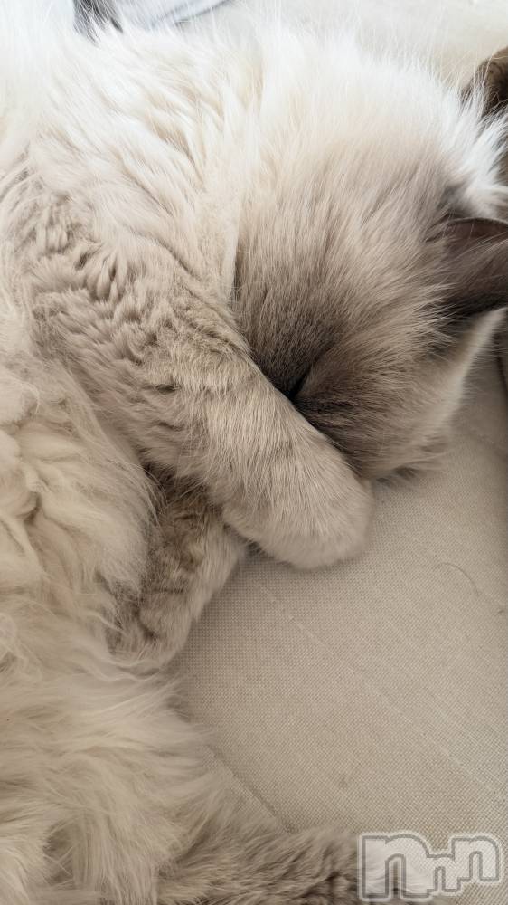 ����������ʥå��������륺�С�Lounge Anshu(�饦�󥸥��󥷥�) �椫���4��22���̥�֥������Τθ³��äƤ��Ĥʤ�����͡���