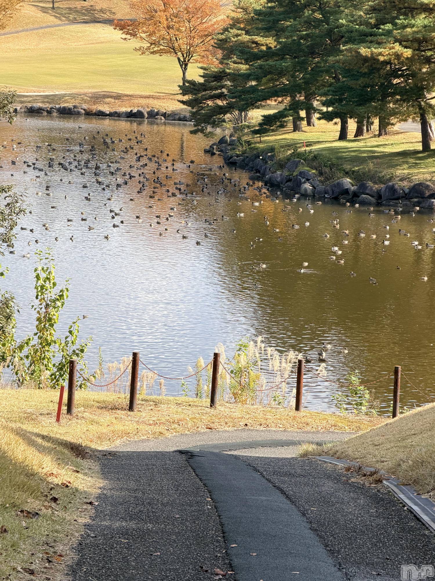 ʥå륺СLounge Anshu(饦󥸥󥷥) 2025ǯ1115̥֥֤⥴դۤɤۤɤˤäƤäΤˡ