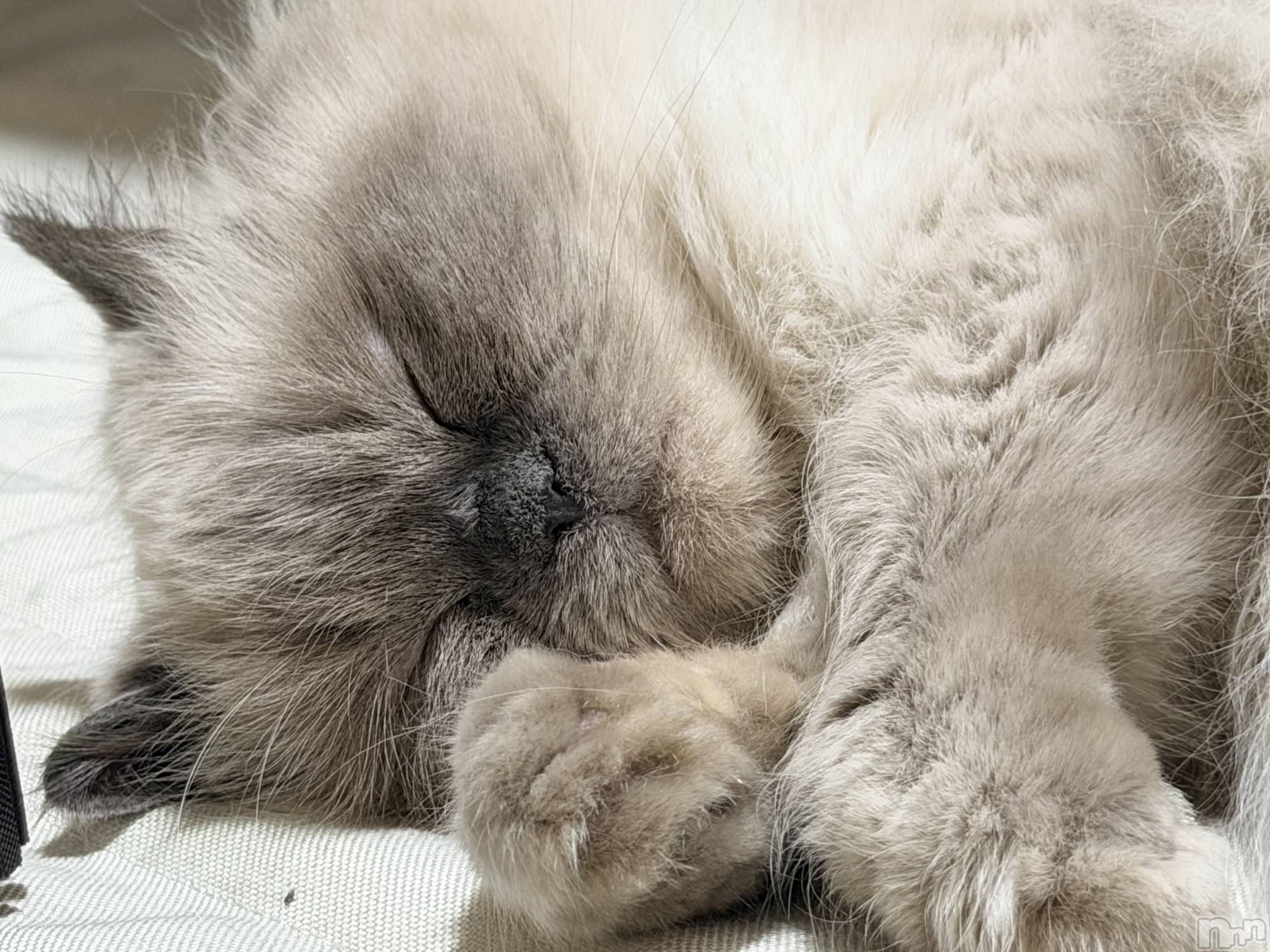 ʥå륺СLounge Anshu(饦󥸥󥷥) 2025ǯ1117̥֥֤ޤ1֤Ϥޤ