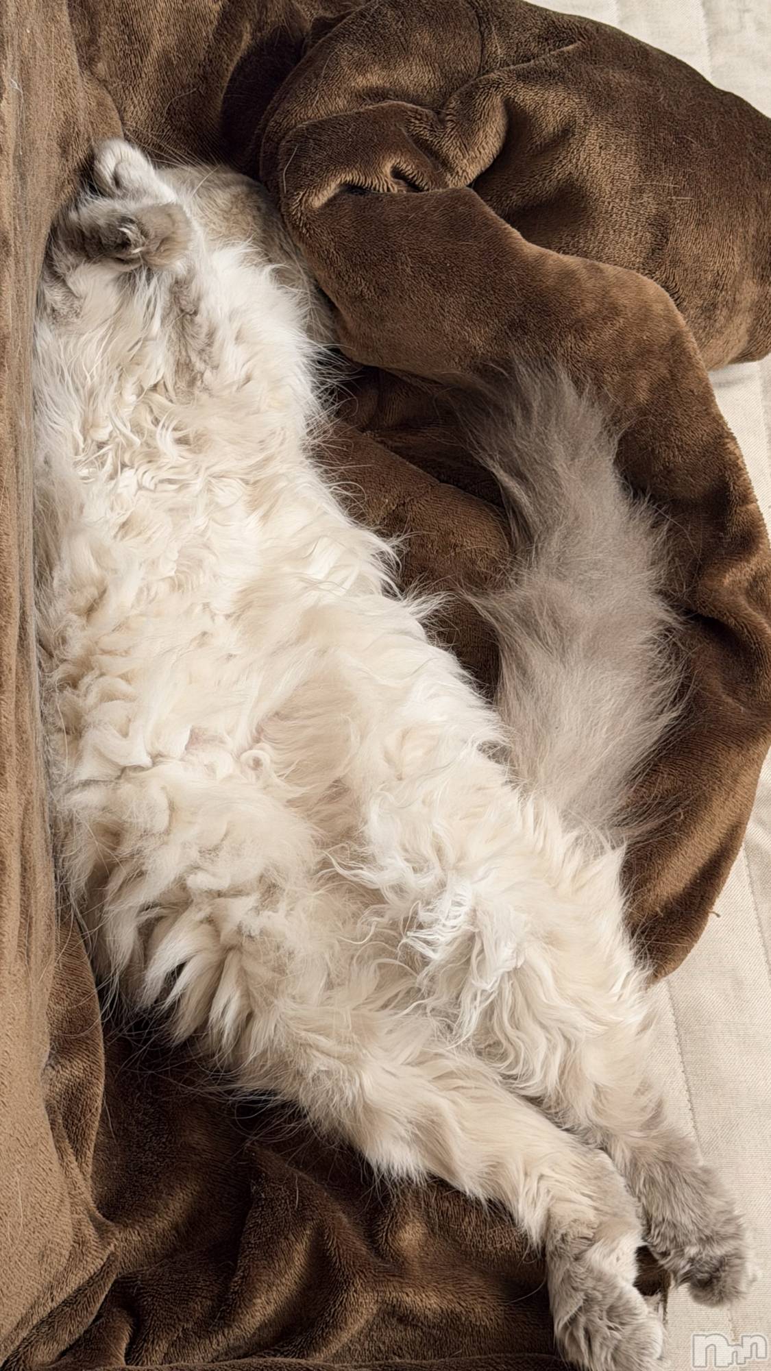 ����������ʥå��������륺�С�Lounge Anshu(�饦�󥸥��󥷥�) ��2026ǯ3��17���̥�֥�����ǭ�ʤΤ����ʤΤ���