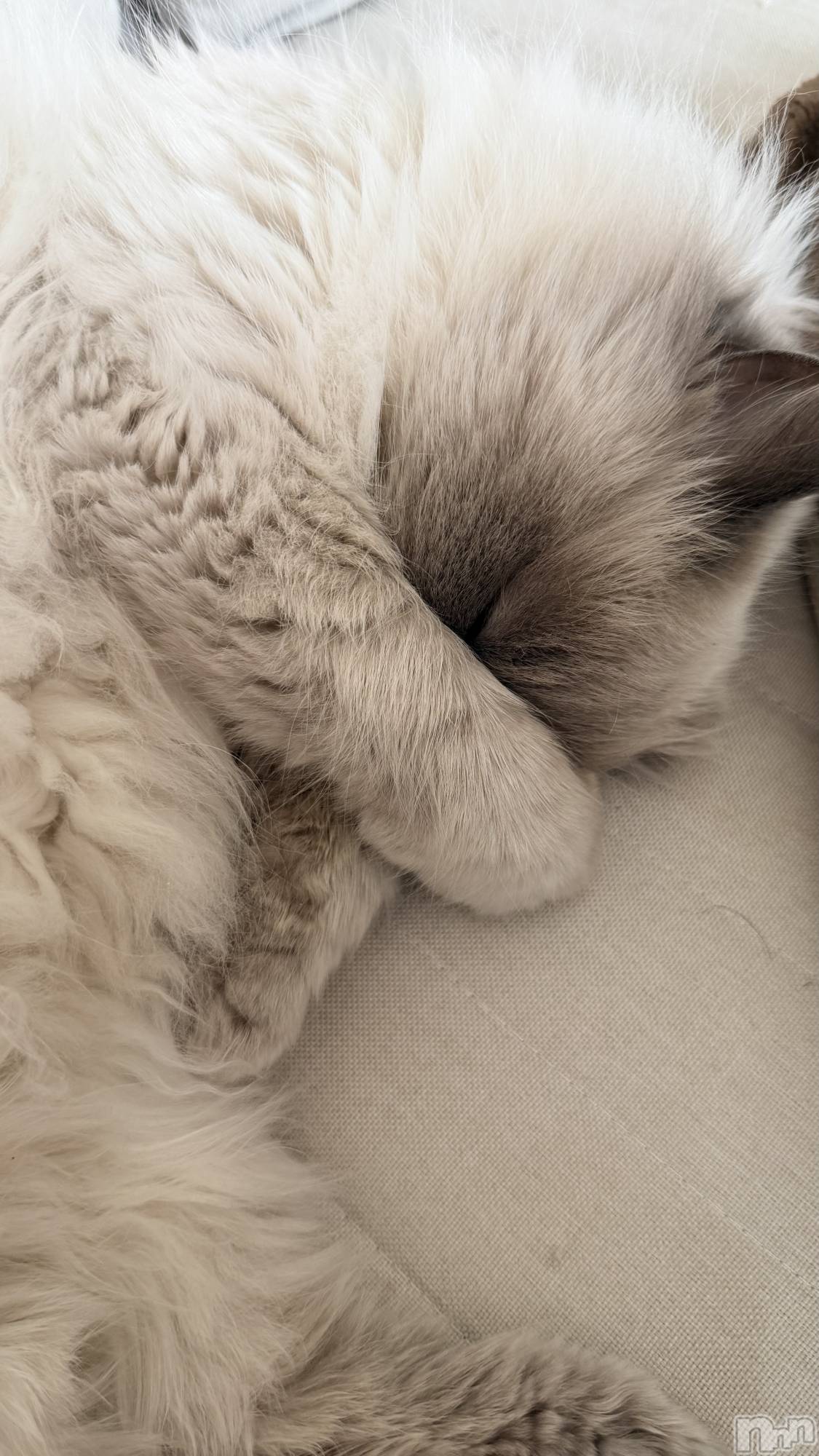 ����������ʥå��������륺�С�Lounge Anshu(�饦�󥸥��󥷥�) ��2026ǯ4��22���̥�֥������Τθ³��äƤ��Ĥʤ�����͡���