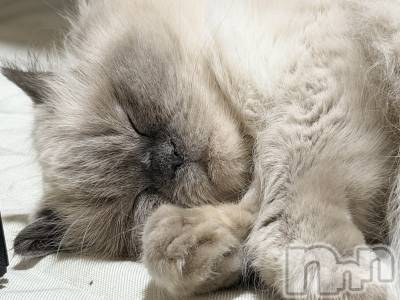 ʥå륺СLounge Anshu(饦󥸥󥷥) 椫1117̥֥֤ޤ1֤Ϥޤ