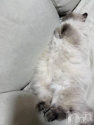 ʥå륺СLounge Anshu(饦󥸥󥷥) 椫1121ֱ̥֥äƲǤݵˤʤΤ