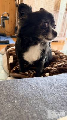 ����������ʥå��������륺�С�Lounge Anshu(�饦�󥸥��󥷥�) �椫���12��22���̥�֥����֤����͡�