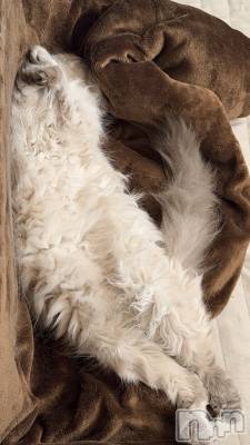 ����������ʥå��������륺�С�Lounge Anshu(�饦�󥸥��󥷥�) �椫���3��17���̥�֥�����ǭ�ʤΤ����ʤΤ���