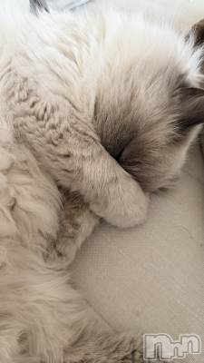 ����������ʥå��������륺�С�Lounge Anshu(�饦�󥸥��󥷥�) �椫���4��22���̥�֥������Τθ³��äƤ��Ĥʤ�����͡���