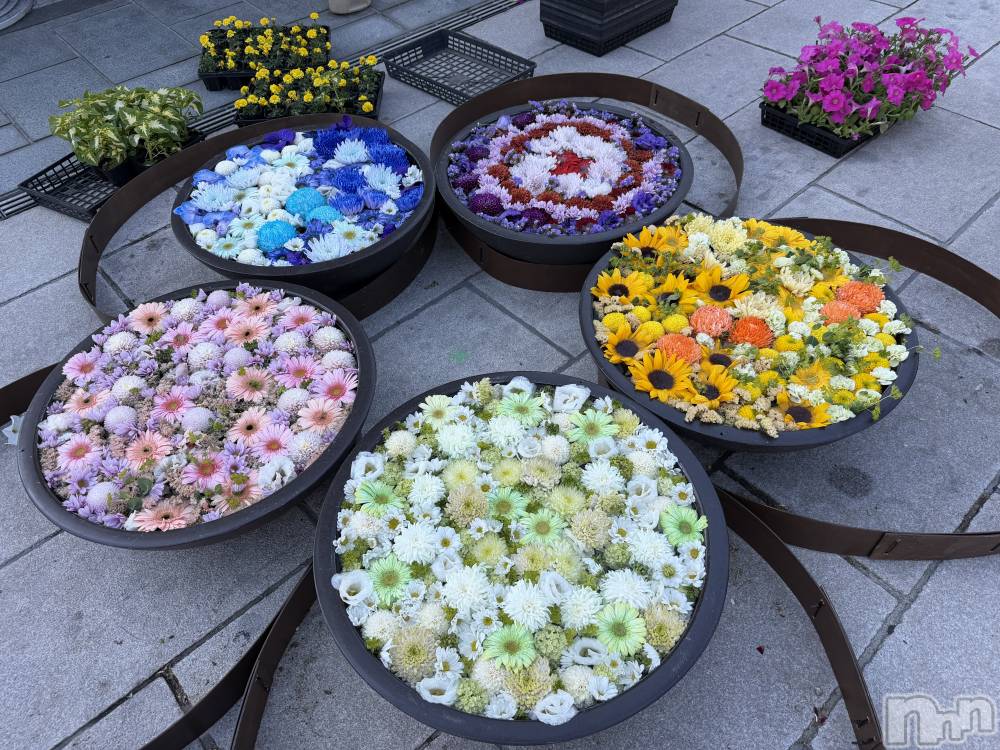 ��Ʋ���ʥå��������륺�С�Muscat`s(�ޥ����å�) ����������5��9���̥�֥����֤���🌸��