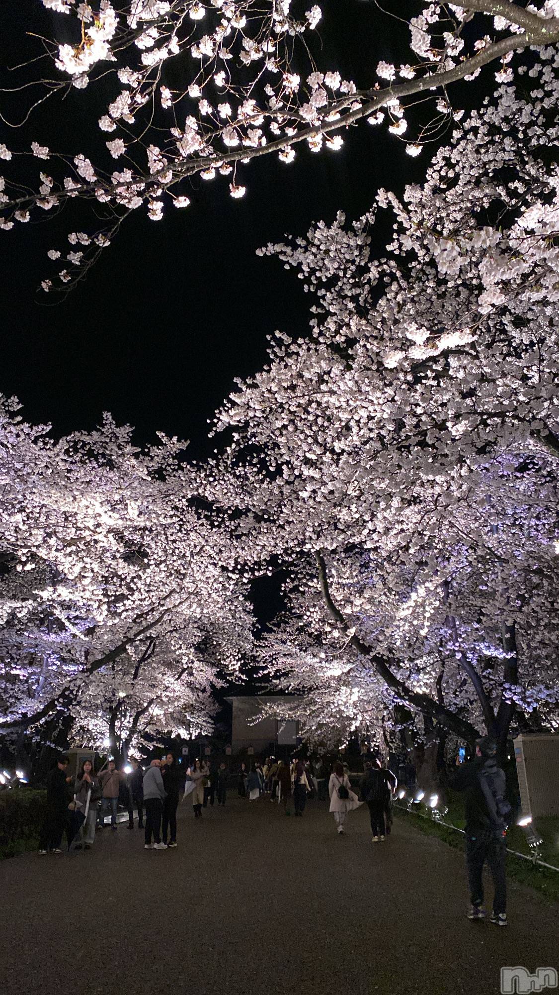 ƲХ顦clubTiara(ƥ) 2025ǯ413̥֥🌸