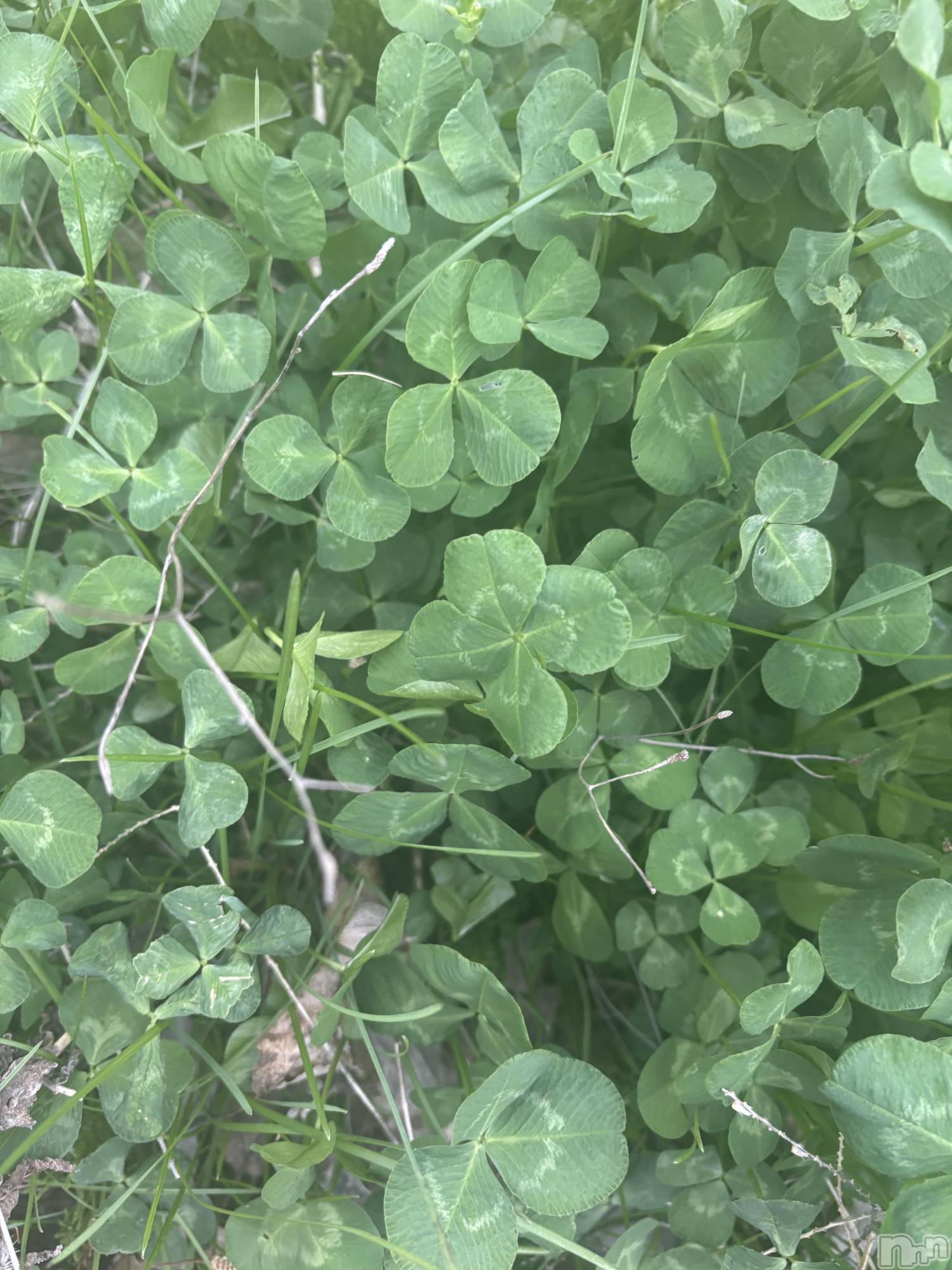 ��Ʋ����Х��顦�����clubTiara(�ƥ�����) ��2026ǯ4��18���̥�֥�����4��18�� 02��15ʬ�Υ֥�����