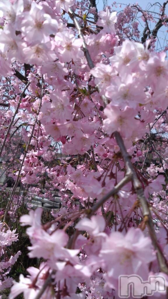 新潟デリヘル五十路マダム新潟店(カサブランカグループ)(イソジマダムニイガタテン)長谷川かよ(58)の2025年5月6日写メブログ「GWいかがお過ごしですか⁉️」