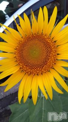 新潟デリヘル 五十路マダム新潟店(カサブランカグループ)(イソジマダムニイガタテン) 長谷川かよ(58)の10月14日写メブログ「昨日のお礼  その1」