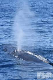 上越デリヘル(ラブツマ)の2023年4月15日お店速報「テクニックに自信ある方！潮吹き出来ますよ🐳」