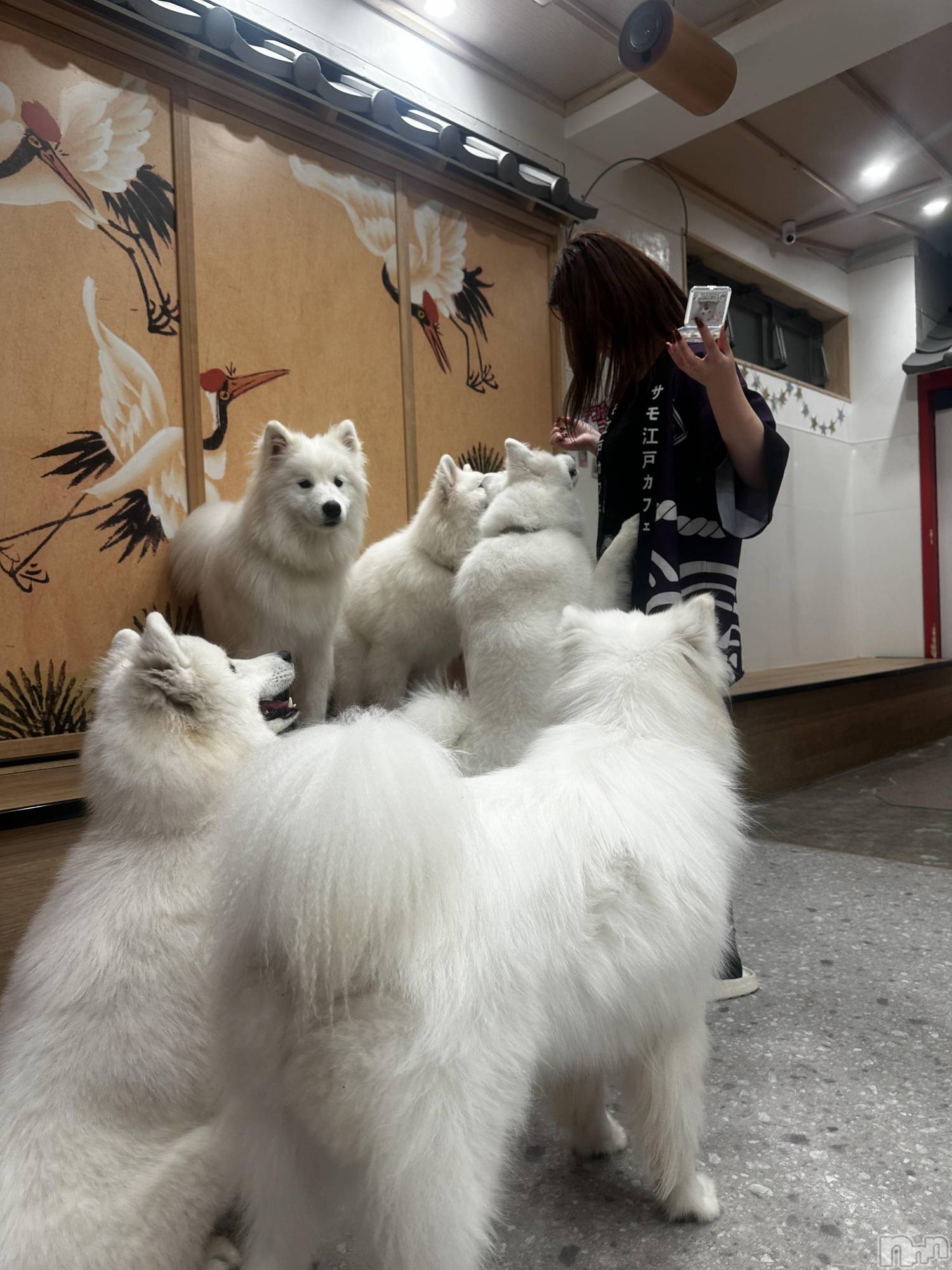 ܱХ顦() 2025ǯ1017̥֥🐕 ͗ ͗