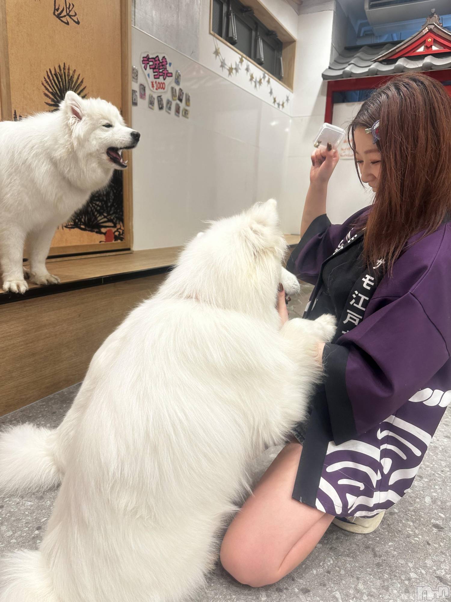 ܱХ顦() 2025ǯ1119̥֥🐕 ͗ ͗