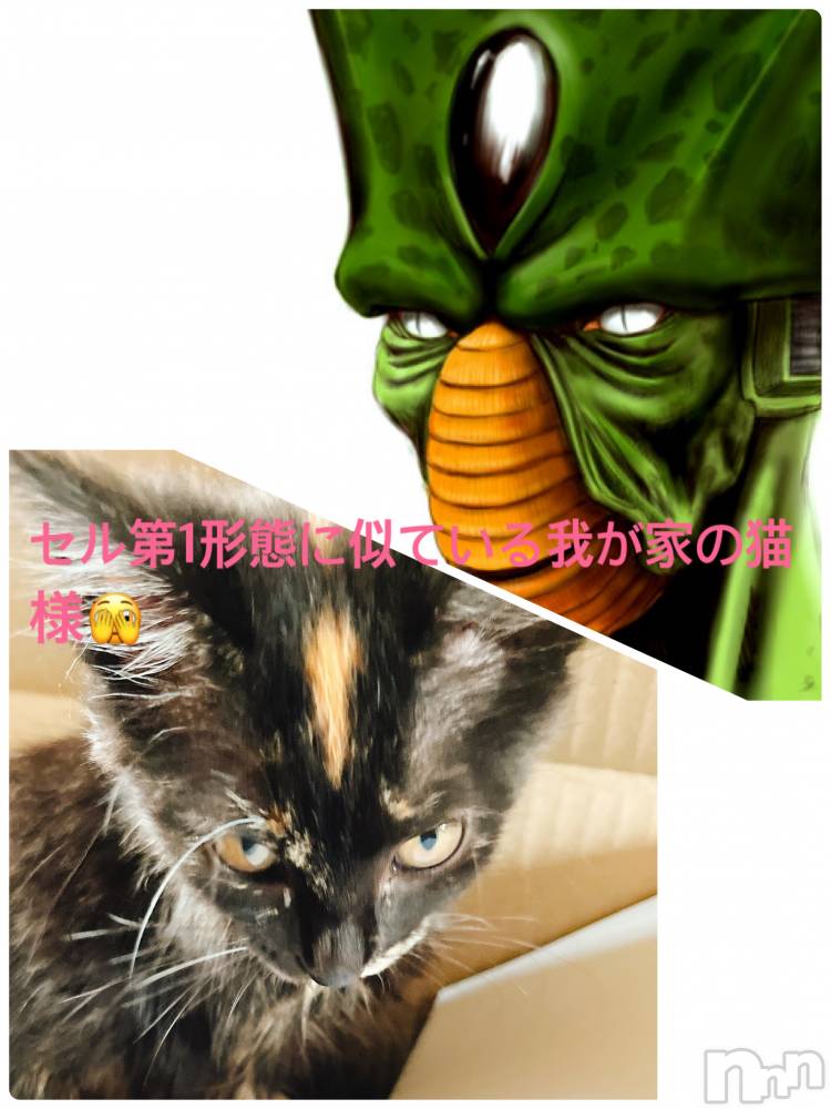 ȯѥ˥󥯥֥ޥॳѥ˥椦 Ź(ޥॳѥ˥楦˥ƥ) 椫108̥֥ǭͤ˻Ƥ😂