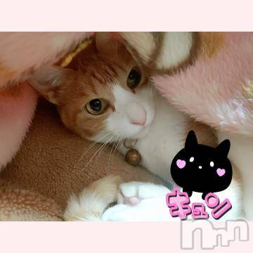 新潟人妻デリヘル熟女の風俗 最終章(ジュクジョノフウゾクサイシュウショウ)みゆ(40)の2022年10月23日写メブログ「猫好きです。😼」
