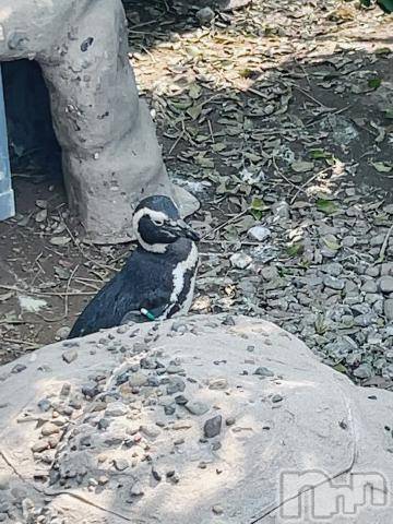 上越デリヘルRICHARD（リシャール）(リシャール) 鳳条あやの(33)の4月17日写メブログ「14日(日)のお礼🙇‍♂️」