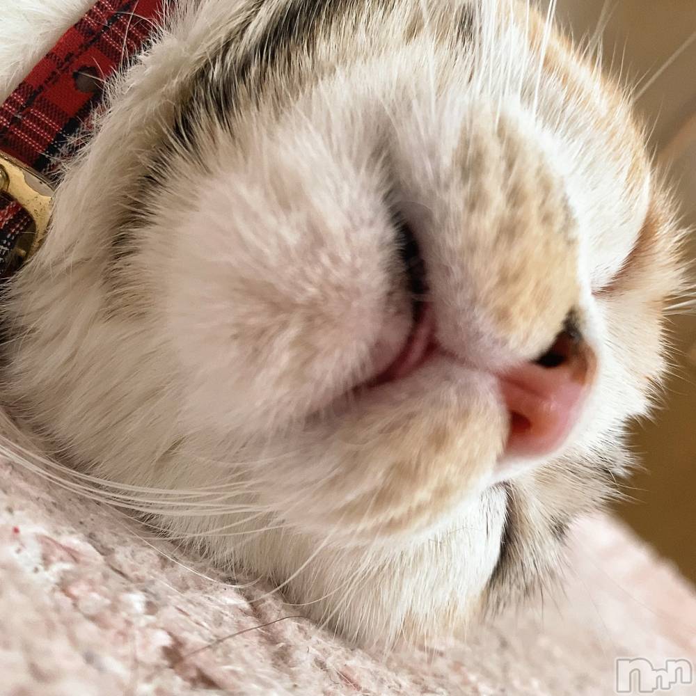 ȯѥ˥󥯥ֿ㥳ѥ˥󥯥 HAPPY(˥ѥ˥󥯥 ϥåԡ) 䤫ޤˤ620ֺ̥֥1ͤǤ🐱
