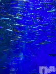 三条デリヘルコスプレ専門店　BLUE MOON(ブルームーン) 美人お姉さん#さくら(27)の5月18日写メブログ「涼おとどけ☺️🐟」