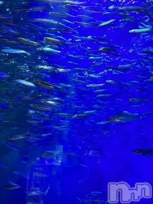 三条デリヘル コスプレ専門店　BLUE MOON(ブルームーン) 美人お姉さん#さくら(27)の5月18日写メブログ「涼おとどけ☺️🐟」