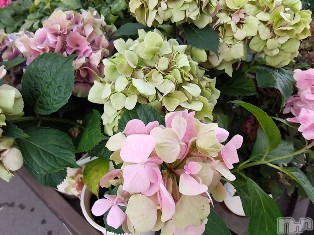 諏訪デリヘルThree＆Men’s Spa(スリー＆メンズスパ) まりこスリー(60)の6月13日写メブログ「おやすみなさい」