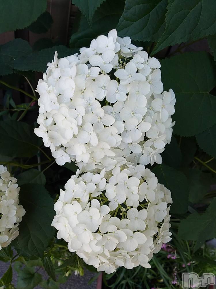 諏訪デリヘルThree＆Men’s Spa(スリー＆メンズスパ) まりこスリー(60)の6月24日写メブログ「ありがとうございました😊」