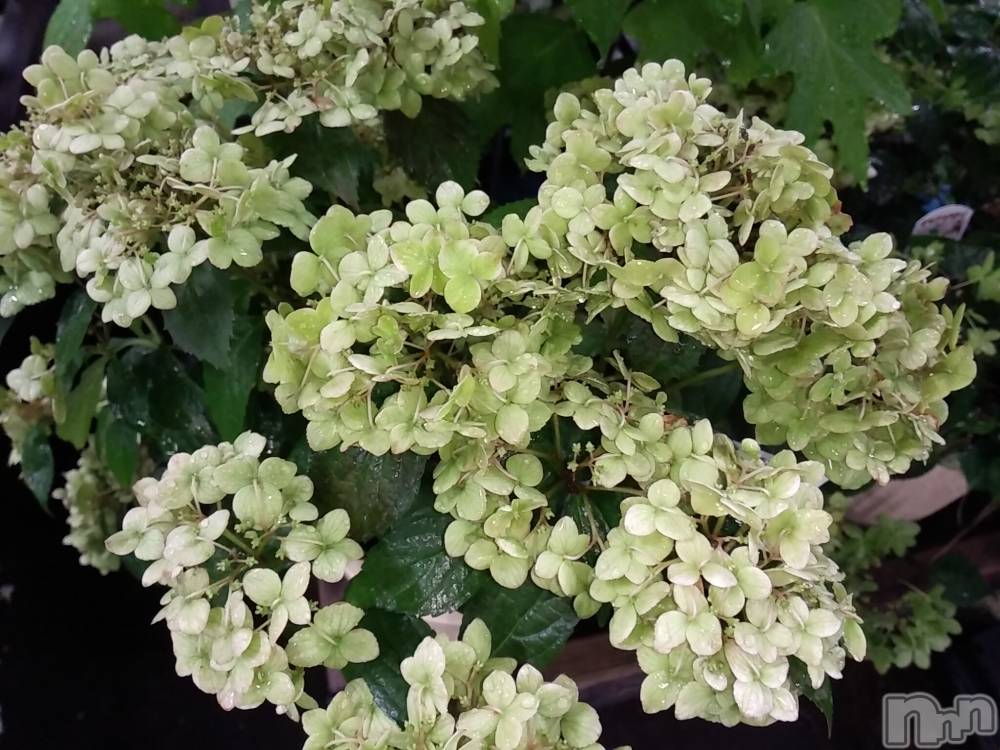 諏訪デリヘルThree＆Men’s Spa(スリー＆メンズスパ) まりこスリー(60)の6月25日写メブログ「ありがとうございました😊」