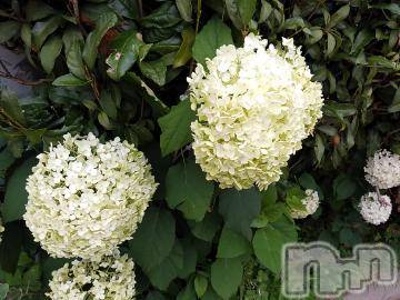 諏訪デリヘルThree＆Men’s Spa(スリー＆メンズスパ) まりこスリー(60)の6月30日写メブログ「ありがとう💕」