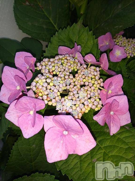 諏訪デリヘルThree＆Men’s Spa(スリー＆メンズスパ) まりこスリー(60)の6月15日写メブログ「ありがとう(^^)」