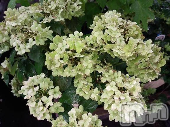 諏訪デリヘルThree＆Men’s Spa(スリー＆メンズスパ) まりこスリー(60)の7月1日写メブログ「ありがとう(^^)」