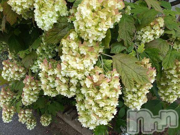 諏訪デリヘルThree＆Men’s Spa(スリー＆メンズスパ) まりこスリー(60)の7月13日写メブログ「ありがとう(^-^)」