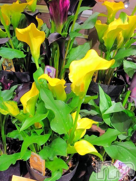 諏訪デリヘルThree＆Men’s Spa(スリー＆メンズスパ) まりこスリー(60)の11月24日写メブログ「ありがとう(^-^)」