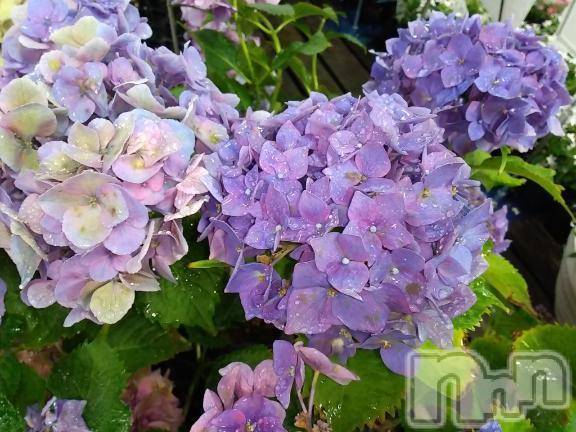 諏訪デリヘルThree＆Men’s Spa(スリー＆メンズスパ)まりこスリー(60)の2025年6月30日写メブログ「ありがとう(^-^)」