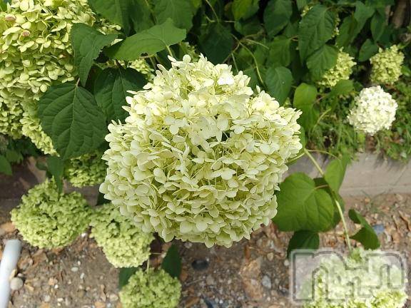 諏訪デリヘルThree＆Men’s Spa(スリー＆メンズスパ)まりこスリー(60)の2025年7月14日写メブログ「ありがとう(^^)」